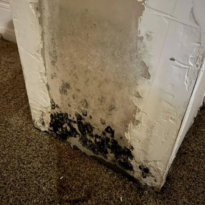 Professional Mold Removal in Grenada, MS